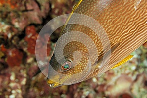 Siganus javus - Andaman Sea
