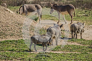 Sigean African Reserve photo