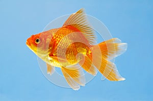 Sight of an aquarian small red fish photo