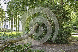 Sight of a fallen tree, which narrowly missed a house after heavy wind in Berlin photo