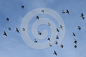 A sight of a flock of pigeons flying in the sky.