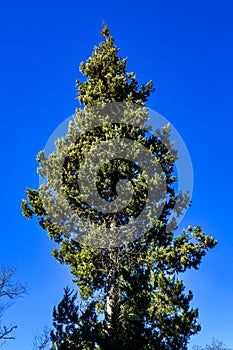 Sight of a Japanese juniper growing straight against a blue sky background.