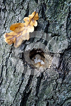 Sight of an old oak