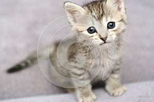 Sight of a small grey kitten