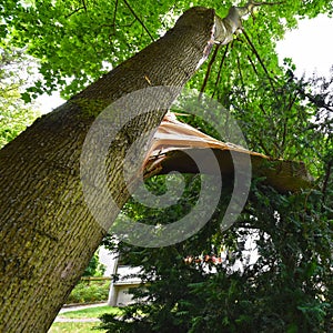 Sight of the splintered trunk of a fallen tree, which narrowly missed a house after heavy wind in Berlin