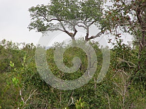 Sighted Leopards in Tree