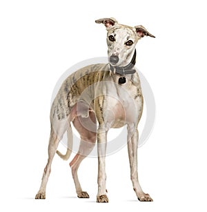 Sighthound dog standing against white background