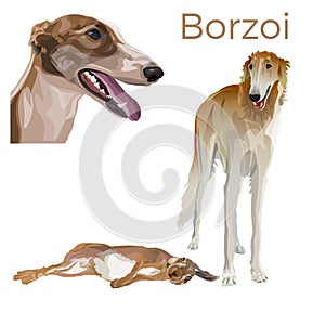 Sighthound dog vector