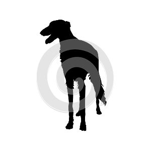 Sighthound dog vector