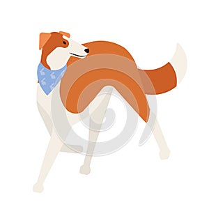 Sighthound or gazehound. Lovely cute hunting dog with short haired coat isolated on white background. Gorgeous purebred