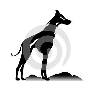 Sighthound Icon, Dog Black Silhouette, Puppy Pictogram, Pet Outline, Sighthound Symbol Isolated