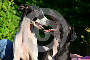 Sighthound puppies