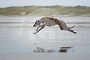 Sighthound running at a beach