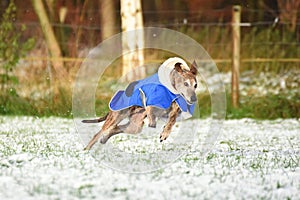 Sighthound running in the Snow