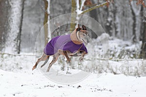 Sighthound running in the Snow