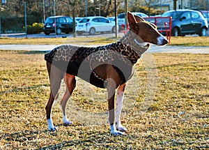 Sighthounds, also called gazehounds, are breeds of hunting dogs that primarily hunt by sight and speed, rather than by scent and e