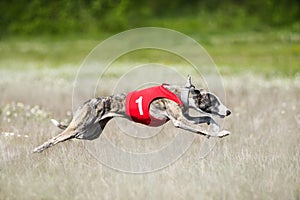 Sighthounds lure coursing competition