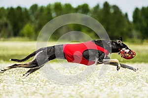 Sighthounds lure coursing competition