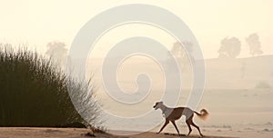 Sighthounds, Salukis in the Arabian Desert