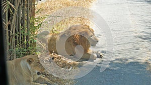 Sighting of lion during Safari trip Bannerghatta Biological Park, Bangalore, Karnataka, India