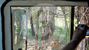 Sighting of lion during Safari trip Bannerghatta Biological Park, Bangalore, Karnataka, India