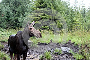 Sighting of moose photo