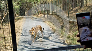 Sighting of Tiger during Safari trip in Bannerghatta Biological Park, Bangalore, Karnataka, India