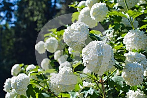 Sightly white flowers of viburnum on green background