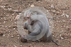 Sights and animals - inhabitants of the lion park Taigan.