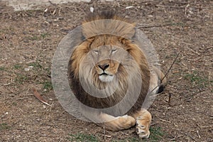 Sights and animals - inhabitants of the lion park \