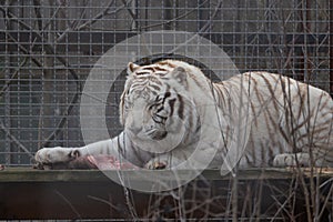 Sights and animals - inhabitants of the lion park Taigan.