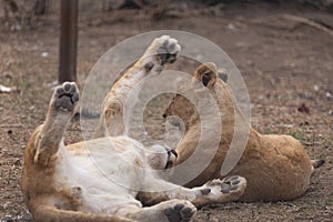 Sights and animals - inhabitants of the lion park \