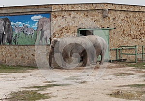 Sights and animals - inhabitants of the lion park \