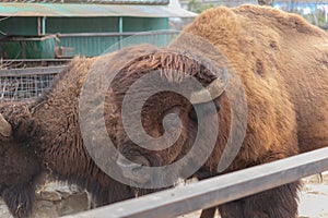 Sights and animals - inhabitants of the lion park \