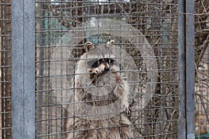 Sights and animals - inhabitants of the lion park \