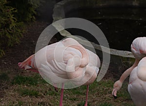 Sights and animals - inhabitants of the lion park Taigan.