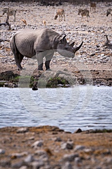 The sights and animals of Namibia