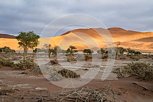 The sights and animals of Sossusvlei in Namibia