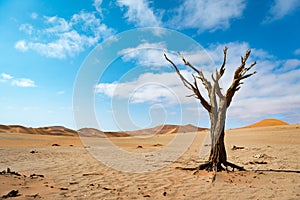The sights and animals of Sossusvlei in Namibia