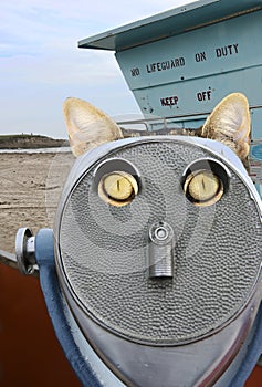 Sightseeing cat looking through beach viewer