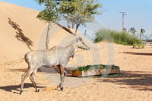 Sightseeing traiKulan in an open-air cage Dubai Safari Parkn awaits passengers at the Dubai Safari Park