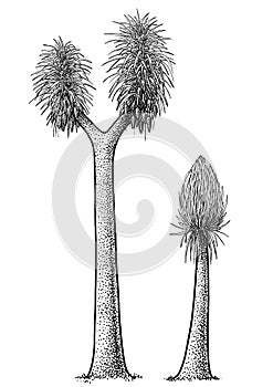 Sigillaria tree illustration, drawing, engraving, ink, line art, vector photo