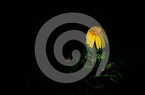 Sigle drooping or wilting yellow Coreopsis flower