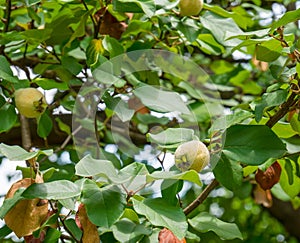 Sigle quince or Cydonia oblonga fruit hanging in the tree from a branch