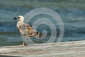 A sigle seagull at the Conceicao Lagoon, in Florianopolis, Brazil