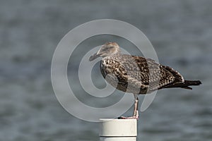 A sigle seagull at the Conceicao Lagoon, in Florianopolis, Brazil