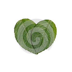 Sign as green heart shaped leaf isolaten on white background. Love nature concept