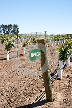 Sign for Barbera grape in California vineyard photo