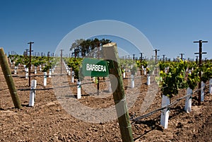 Sign for Barbera Grapes photo