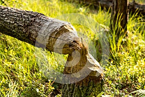 sign of beaver activity